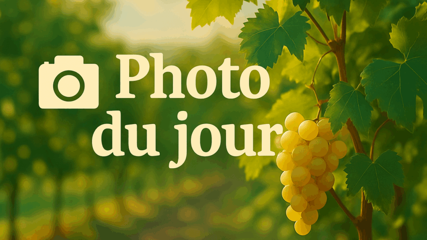 Lire la suite à propos de l’article Photo du jour : Entre vignes et collines