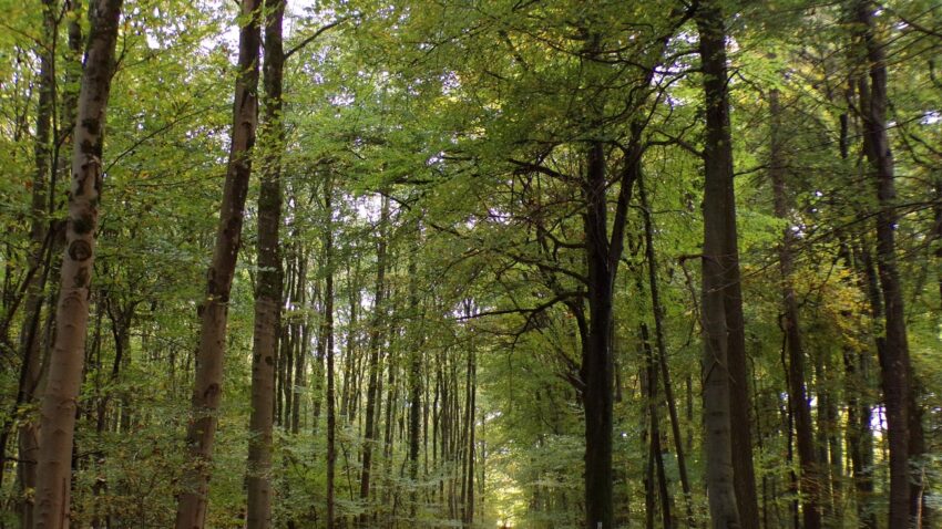 Lire la suite à propos de l’article Automne 2025 en photos